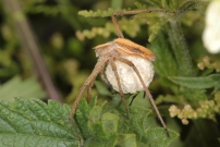 *(41000) La Pisaure admirable protgeant sa progniture dans un cocon (Araneae - Pisauridae - Pysaura mirabilis)